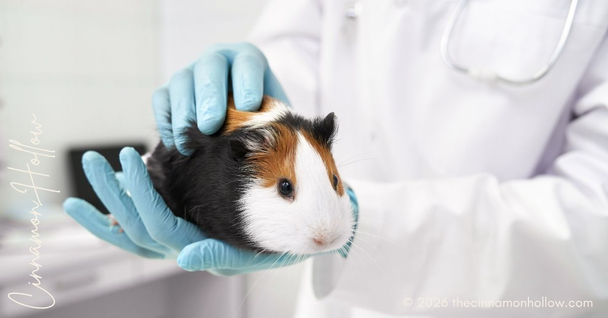 Routine Checkups For Small Pets