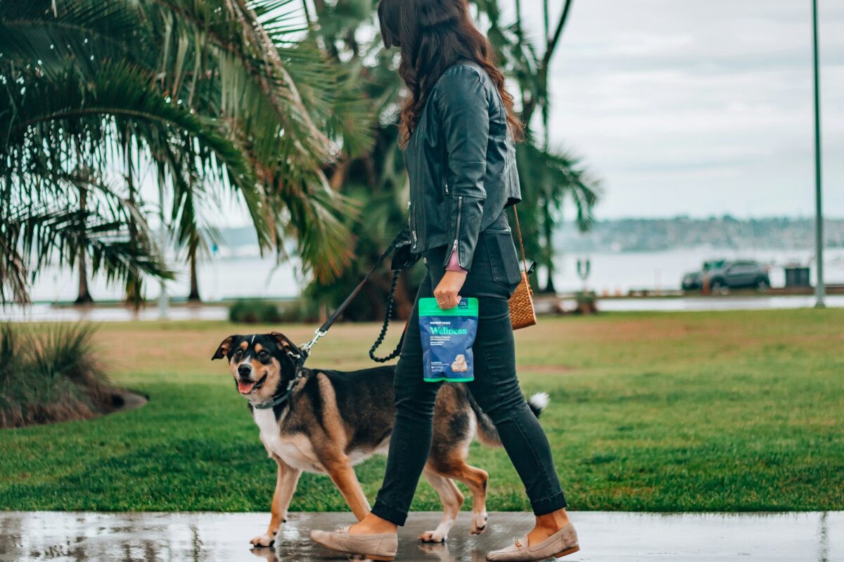 Solving Common Dog Behavior Challenges
