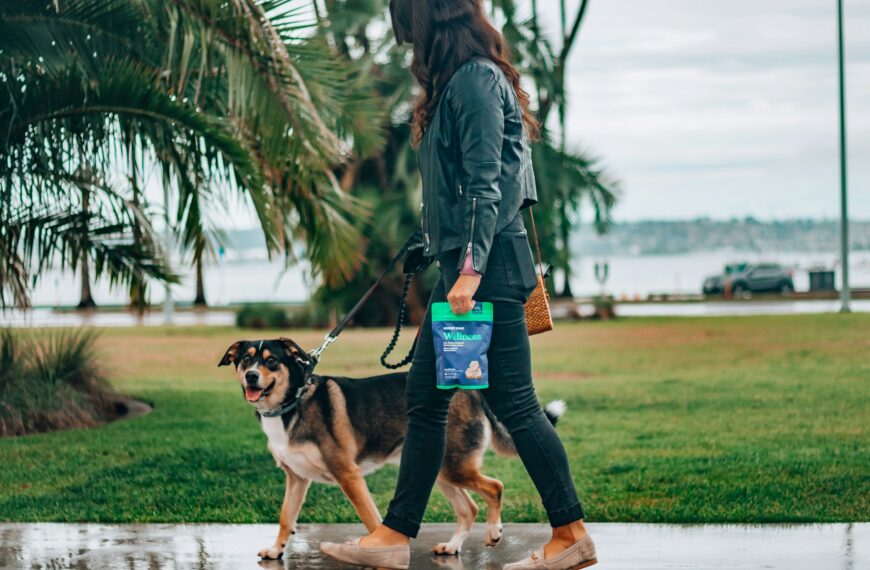 Solving Common Dog Behavior Challenges