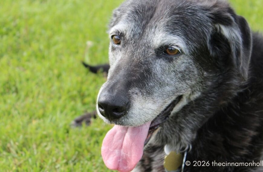 senior pet programs