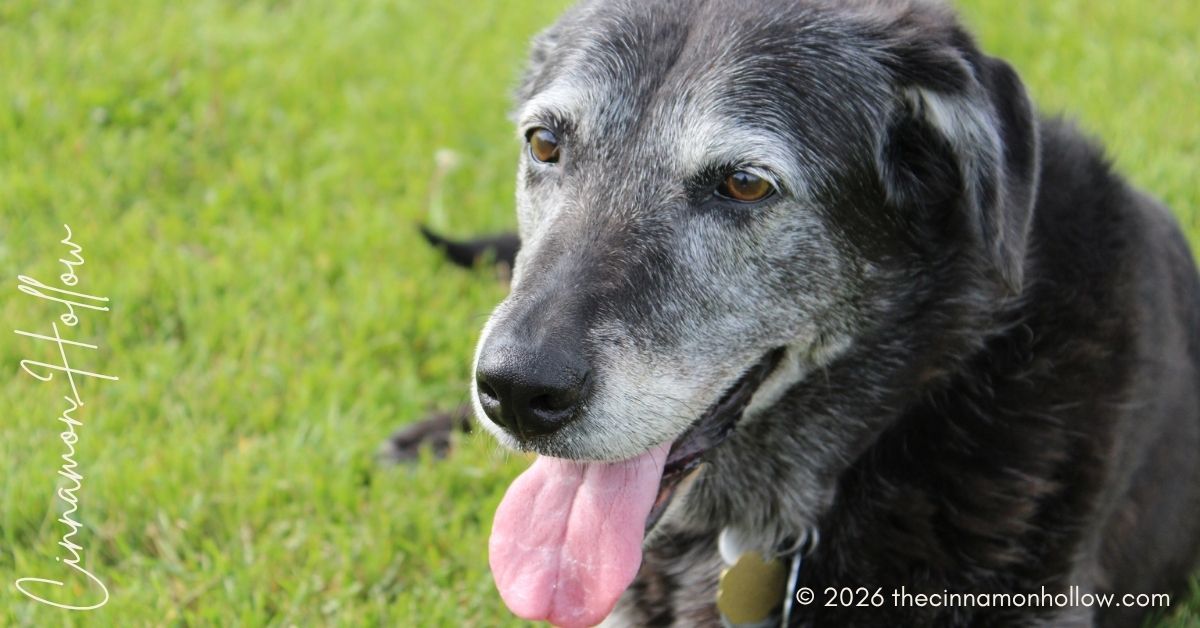 senior pet programs
