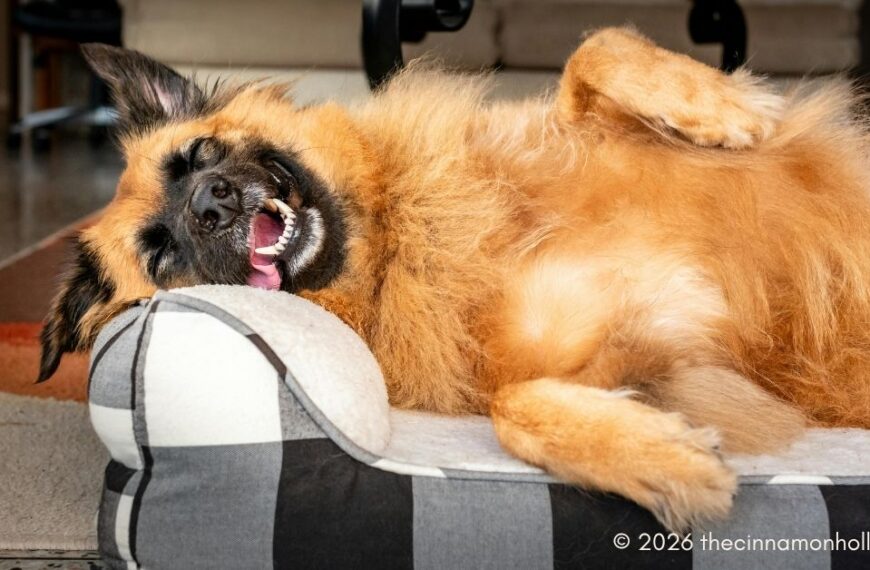 Buying a Bed for a Large Dog