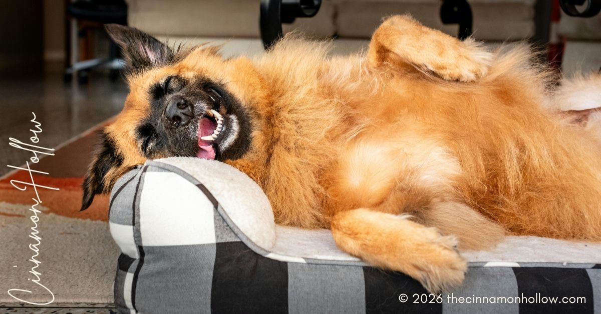 Buying a Bed for a Large Dog
