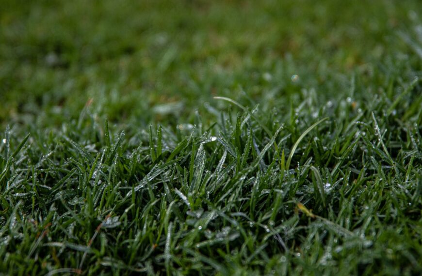 plan a fresh lawn