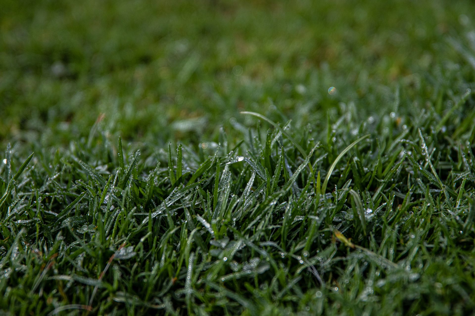 plan a fresh lawn