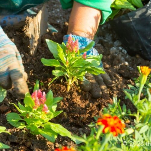 Outdoor Projects - planting a flower garden