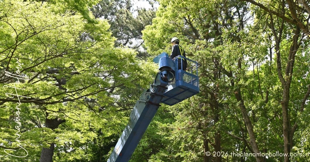 Regular Tree Maintenance