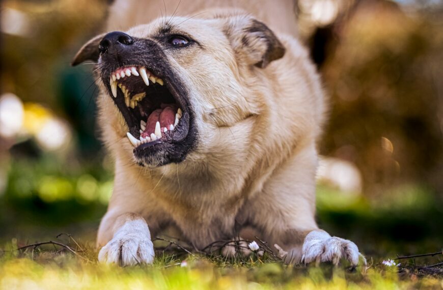 dog bite claim costs