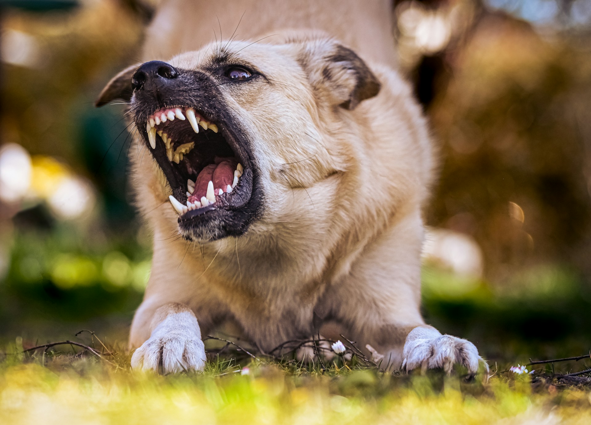 dog bite claim costs