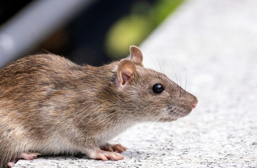 Why Rats Love Crawl Spaces