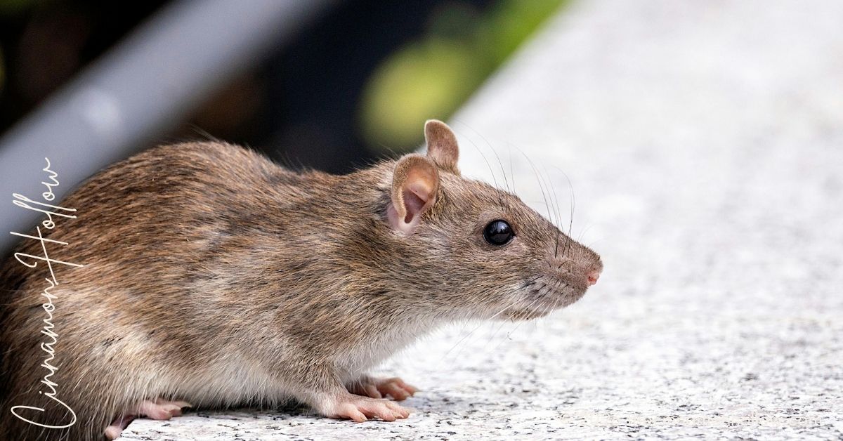 Why Rats Love Crawl Spaces