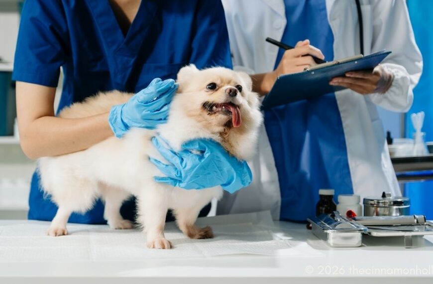 Veterinary Hospital Care