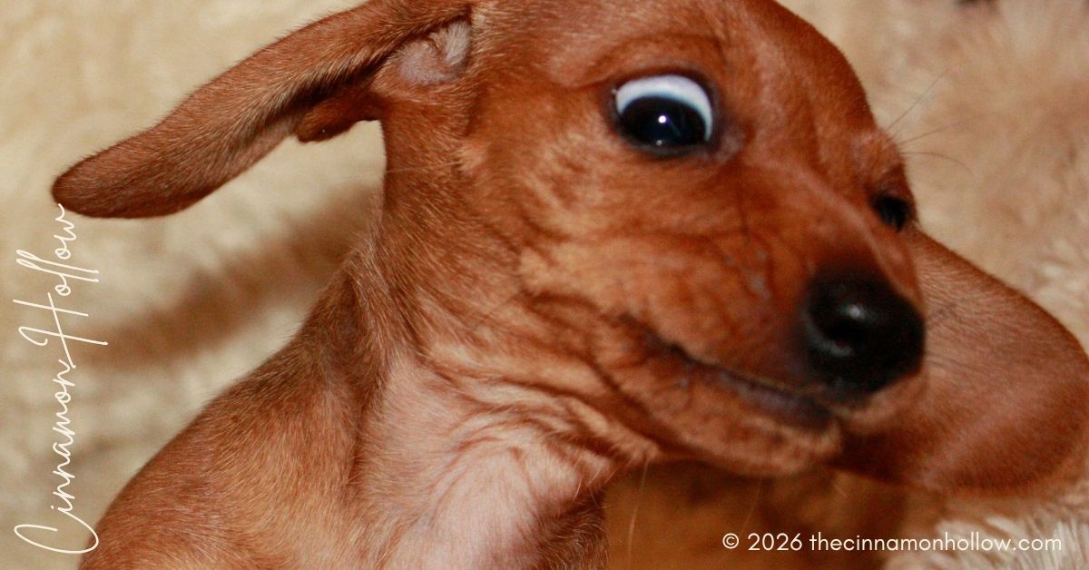Best Dog Foods for Gassy Dogs in 2026