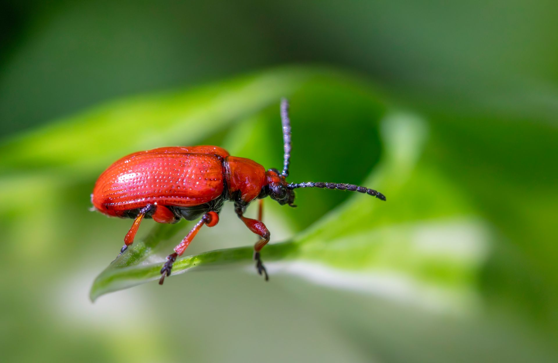 stop pest problems