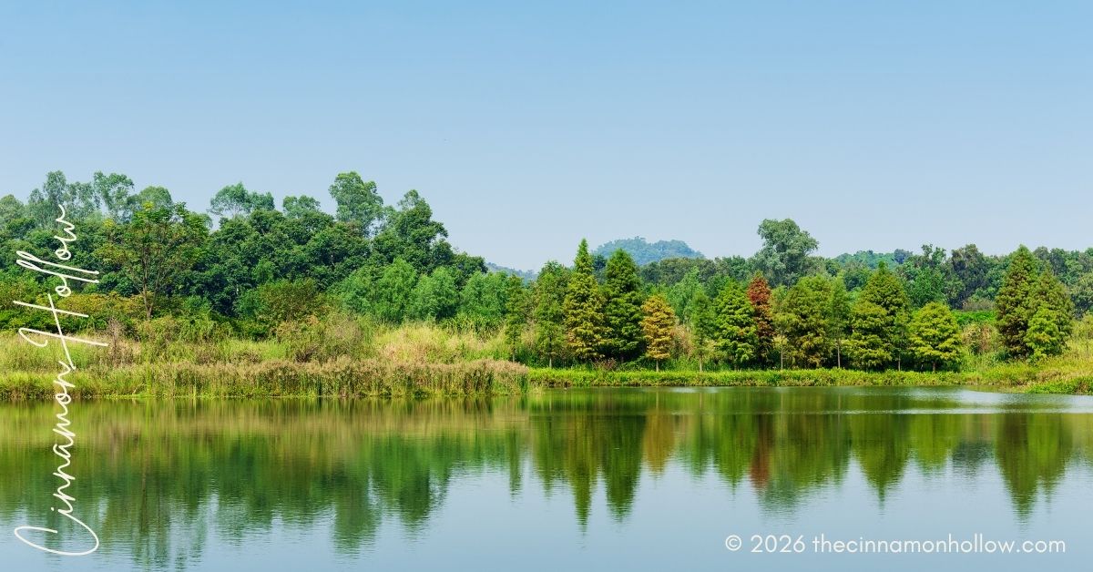 pond