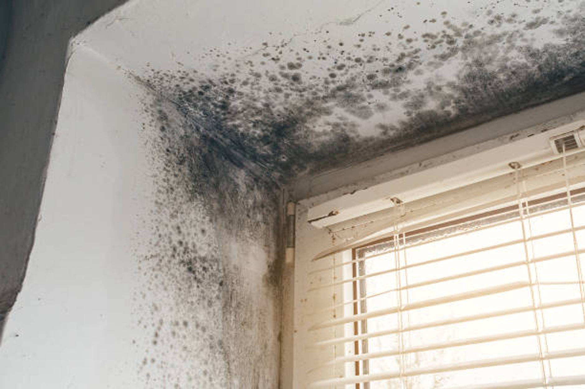 Black mold growth on walls and ceiling near window with blinds.