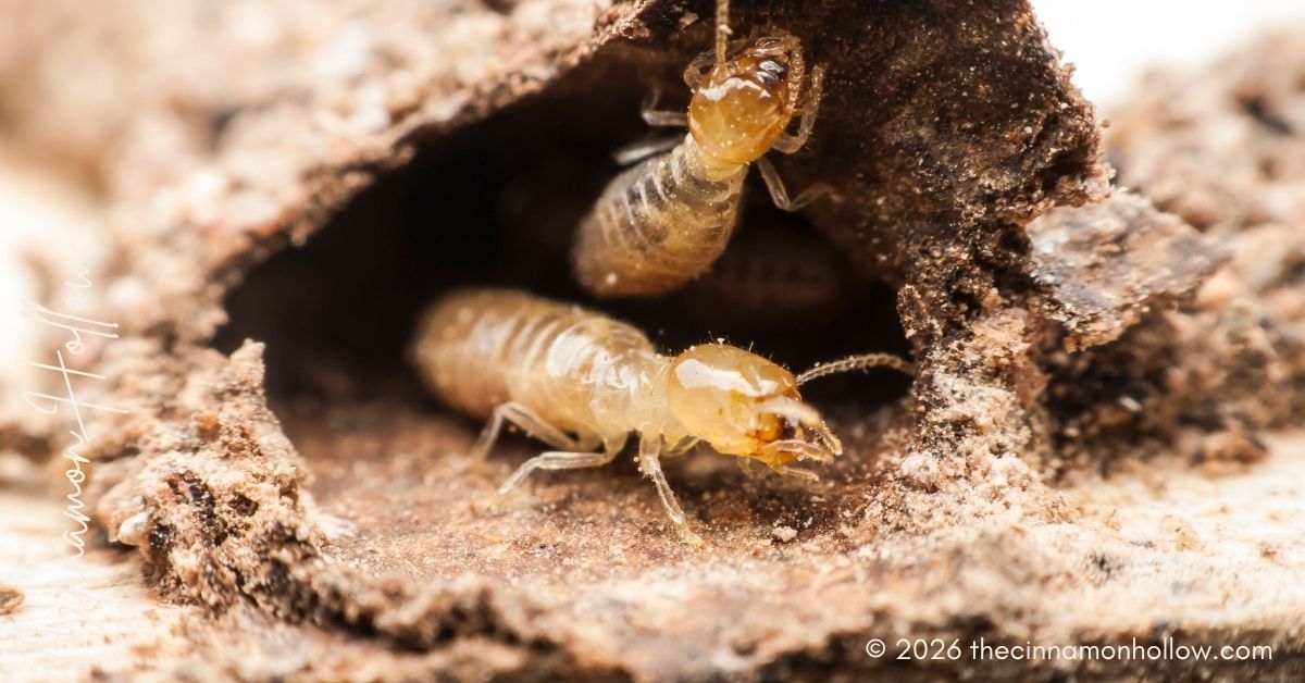 termites pests