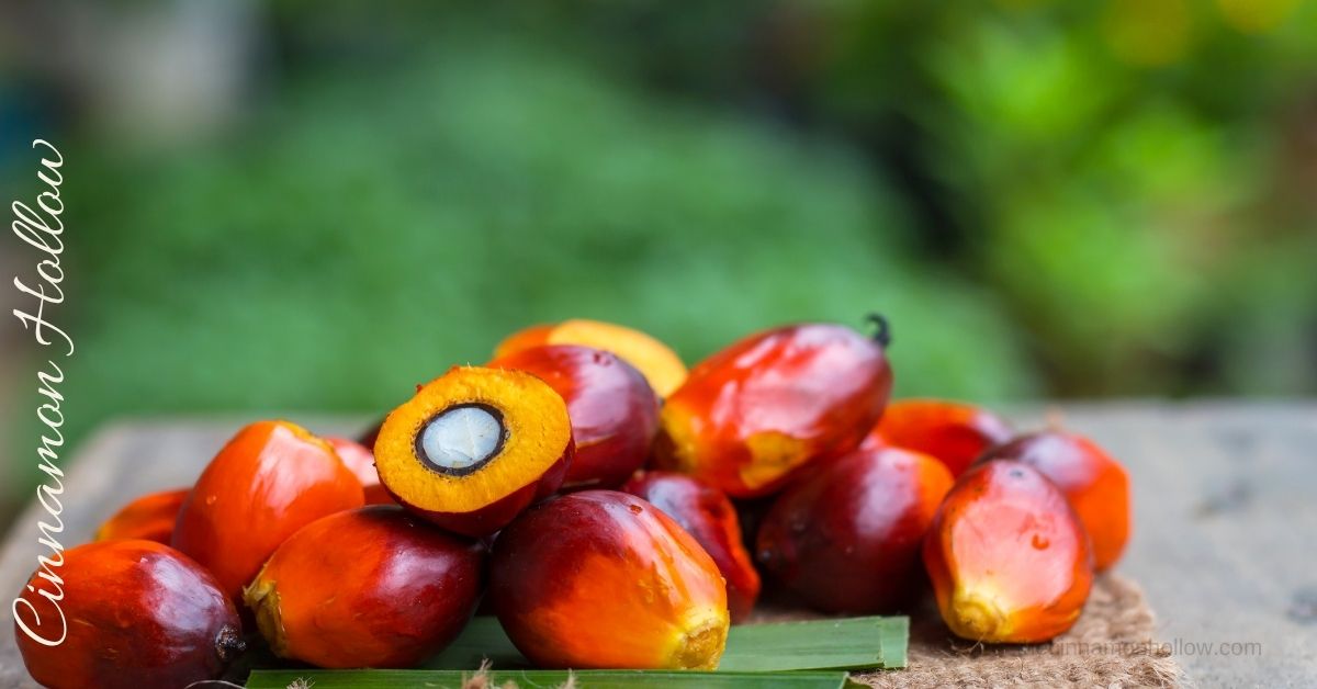 Palm Fruit Batana oil