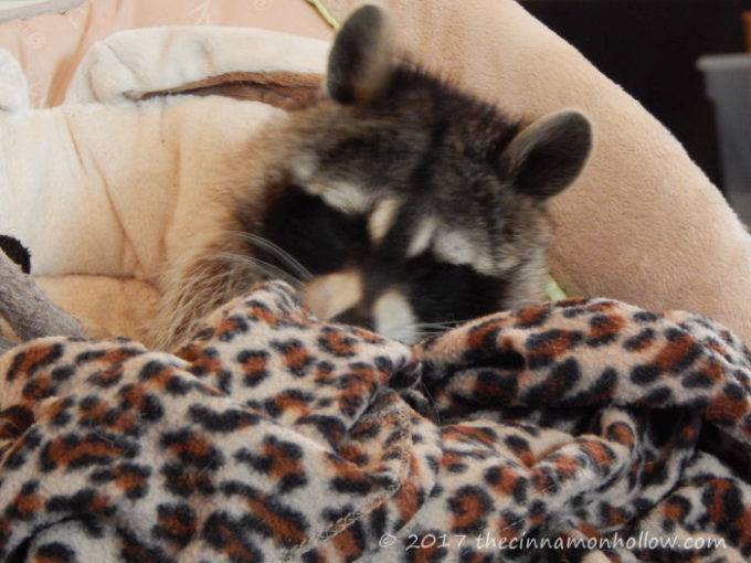 arts council of mercer county baby raccoon sleeping