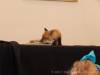 Baby fox playing on table