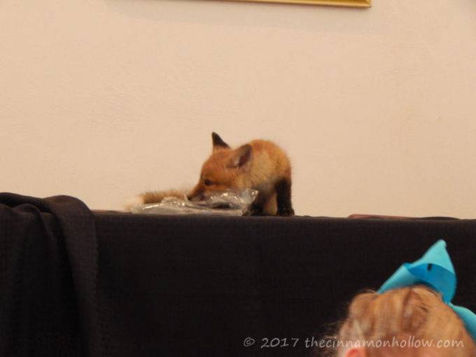arts council of mercer county baby fox playing
