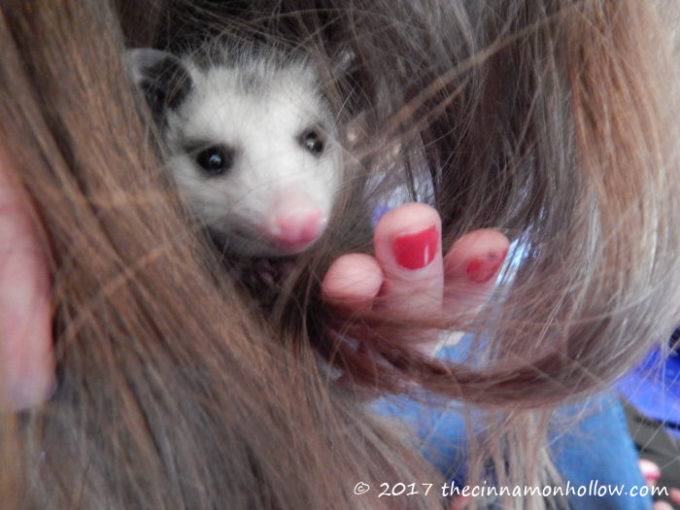 arts council of mercer county baby opossum in hair