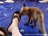 Baby fox chewing on my shoe!