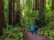 Here Are Some Tips To Enjoy Muir Woods National Monument Responsibly