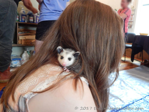 arts council of mercer county baby opossum