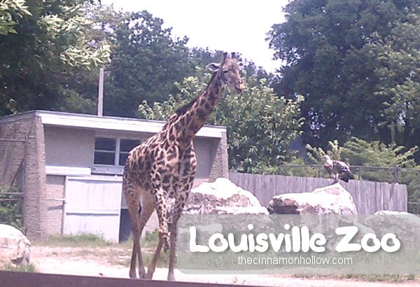 Louisville Zoo 15