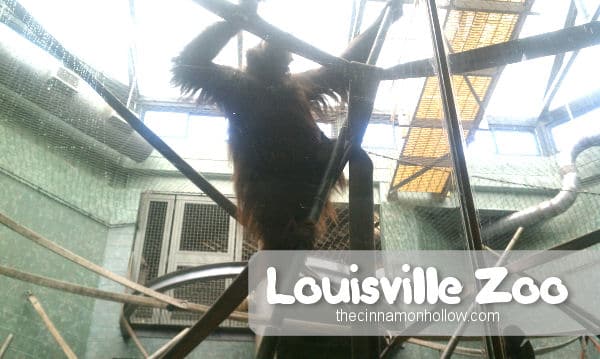 Louisville Zoo 19