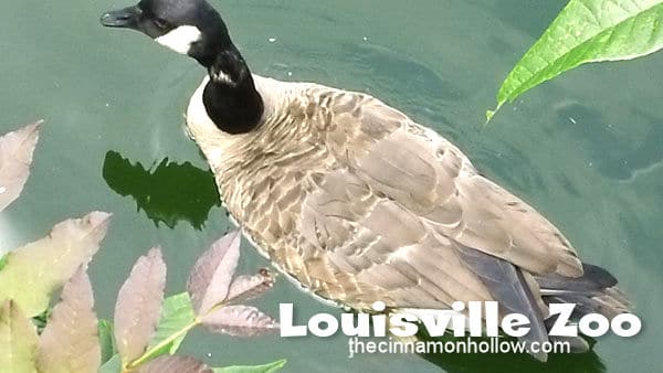 Louisville Zoo 23