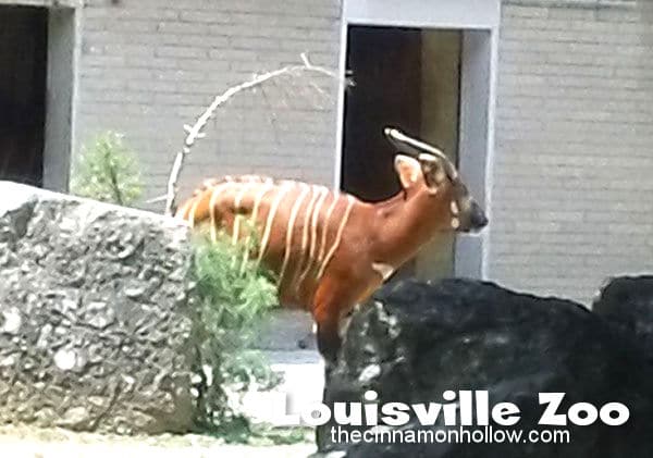 Louisville Zoo 28