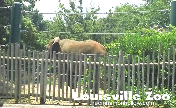 Louisville Zoo 29