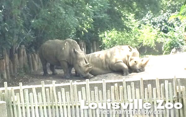 Louisville Zoo 33
