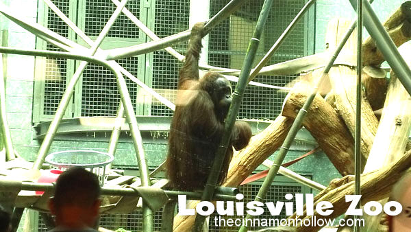 Louisville Zoo 37
