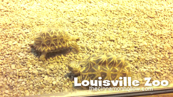 Louisville Zoo 39